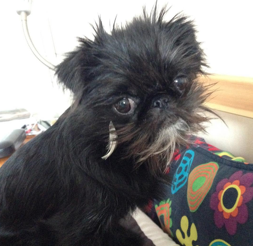 Pug griffon cross hot sale